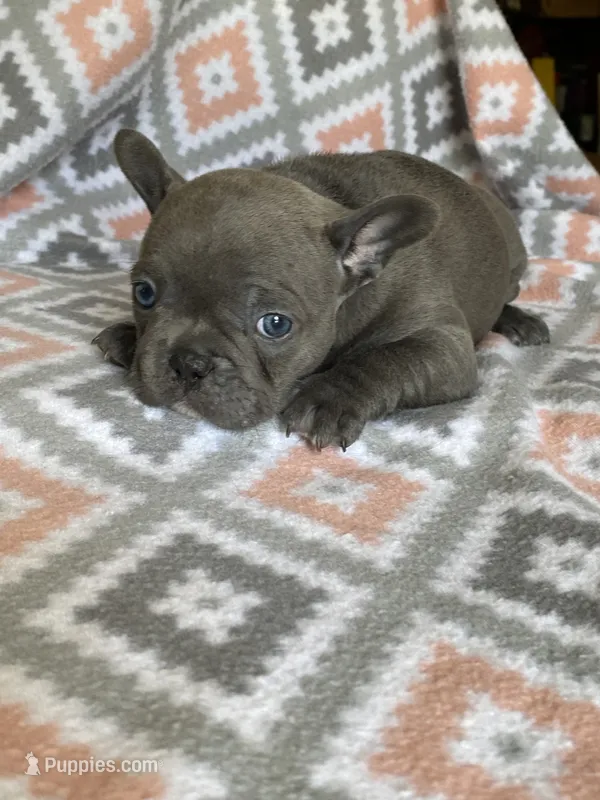Sapphire – French Bulldog puppy for sale in Jewett, OH