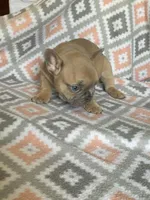 Rugar, a male French Bulldog for sale in Jewett, OH – 4 of 4