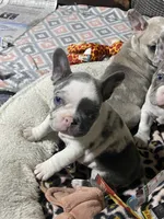 Keaton, a male French Bulldog for sale in Jewett, OH – 5 of 5