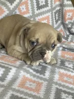 Buck, a male French Bulldog for sale in Jewett, OH – 5 of 7