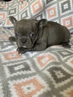 Sapphire, a female French Bulldog for sale in Jewett, OH – 2 of 3