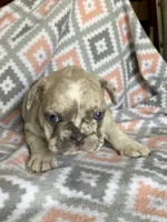 Morgan, a female French Bulldog for sale in Jewett, OH – 6 of 8