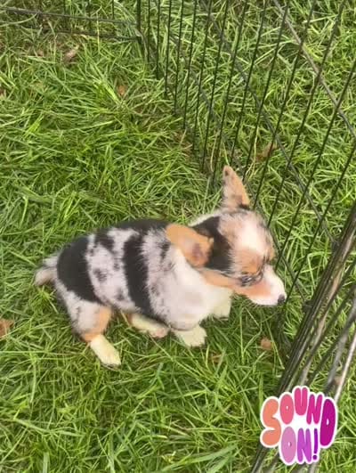 Lori Darlin’, a female Pembroke Welsh Corgi for sale in Bedias, TX – 6 of 6