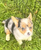 Lori Darlin’, a female Pembroke Welsh Corgi for sale in Bedias, TX – 2 of 6