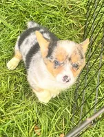 Lori Darlin’, a female Pembroke Welsh Corgi for sale in Bedias, TX – 3 of 6
