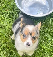 Lori Darlin’, a female Pembroke Welsh Corgi for sale in Bedias, TX – 1 of 6
