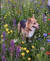 Lori Darlin’, a female Pembroke Welsh Corgi for sale in Bedias, TX – 4 of 6