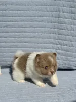 Lavender parti Tri boy, a male Pomeranian for sale in Asbury, NJ – Photo 4 of 5