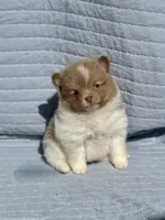 Lavender parti Tri boy, a male Pomeranian for sale in Asbury, NJ – Photo 2 of 5