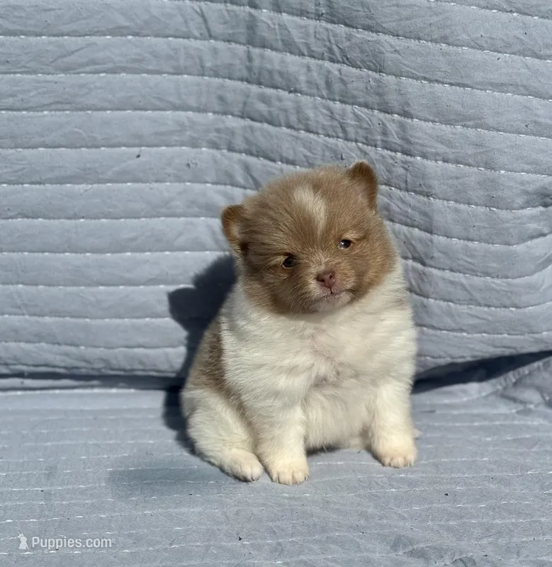 Lavender parti Tri boy