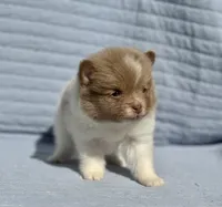 Lavender parti Tri boy, a male Pomeranian for sale in Asbury, NJ – Photo 5 of 5