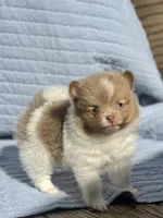 Lavender parti Tri boy, a male Pomeranian for sale in Asbury, NJ – Photo 3 of 5