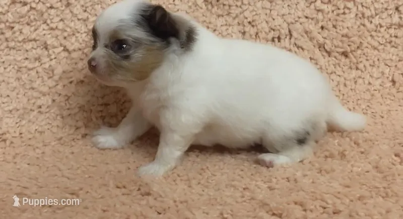 AKC MERLE TRI, a male Pomeranian for sale in Asbury, NJ – Photo 1 of 6