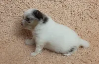 AKC MERLE TRI, a male Pomeranian for sale in Asbury, NJ – Photo 6 of 6