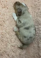 AKC Lavender Merle, a male Pomeranian for sale in Asbury, NJ – Photo 4 of 5