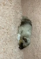 AKC Lavender Merle, a male Pomeranian for sale in Asbury, NJ – Photo 5 of 5