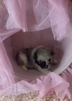 Blue Merle Tri, a male Pomeranian for sale in Asbury, NJ – Photo 3 of 7