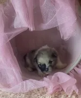 Blue Merle Tri, a male Pomeranian for sale in Asbury, NJ – Photo 7 of 7