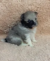 Blue Merle Tri, a male Pomeranian for sale in Asbury, NJ – Photo 1 of 7