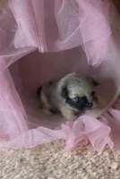 Blue Merle Tri, a male Pomeranian for sale in Asbury, NJ – Photo 5 of 7