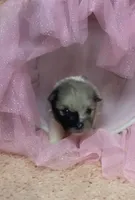 Blue Merle Tri, a male Pomeranian for sale in Asbury, NJ – Photo 2 of 7