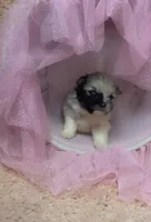 Blue Merle Tri, a male Pomeranian for sale in Asbury, NJ – Photo 4 of 7