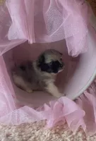 Blue Merle Tri, a male Pomeranian for sale in Asbury, NJ – Photo 6 of 7