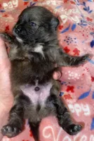 AKC MALE, a male Pomeranian for sale in Asbury, NJ – Photo 2 of 3