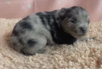 Blue Merle Tri., a male Pomeranian for sale in Asbury, NJ – Photo 3 of 3