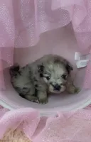 Blue Merle and tan, a male Pomeranian for sale in Asbury, NJ – Photo 6 of 7