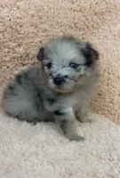 Blue Merle and tan, a male Pomeranian for sale in Asbury, NJ – Photo 1 of 7