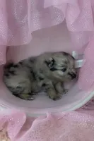 Blue Merle and tan, a male Pomeranian for sale in Asbury, NJ – Photo 3 of 7