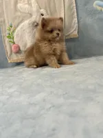 Lavender Merle boy 1, a male Pomeranian for sale in Asbury, NJ – Photo 4 of 6