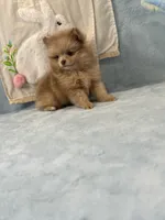 Lavender Merle boy 1, a male Pomeranian for sale in Asbury, NJ – Photo 2 of 6