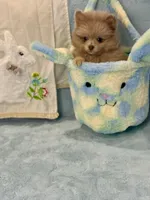 Lavender Merle boy 1, a male Pomeranian for sale in Asbury, NJ – Photo 5 of 6