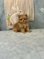 Lavender Merle boy 1, a male Pomeranian for sale in Asbury, NJ – Photo 1 of 6