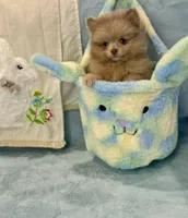 Lavender Merle boy 1, a male Pomeranian for sale in Asbury, NJ – Photo 3 of 6