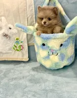 Lavender Merle boy 1, a male Pomeranian for sale in Asbury, NJ – Photo 6 of 6