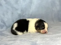 Black Tri female, a female Pomeranian for sale in Asbury, NJ – Photo 6 of 10