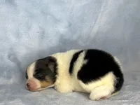 Black Tri female, a female Pomeranian for sale in Asbury, NJ – Photo 8 of 10