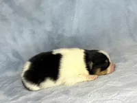 Black Tri female, a female Pomeranian for sale in Asbury, NJ – Photo 5 of 10