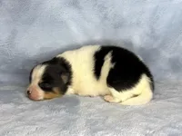 Black Tri female, a female Pomeranian for sale in Asbury, NJ – Photo 3 of 10