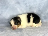 Black Tri female, a female Pomeranian for sale in Asbury, NJ – Photo 7 of 10