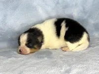 Black Tri female, a female Pomeranian for sale in Asbury, NJ – Photo 2 of 10