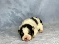 Black Tri female, a female Pomeranian for sale in Asbury, NJ – Photo 9 of 10