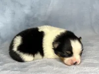 Black Tri female, a female Pomeranian for sale in Asbury, NJ – Photo 4 of 10