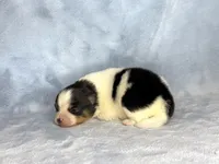 Black Tri female, a female Pomeranian for sale in Asbury, NJ – Photo 10 of 10