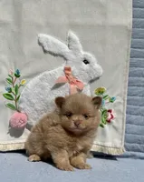 Merle boy 2, a male Pomeranian for sale in Asbury, NJ – Photo 1 of 3