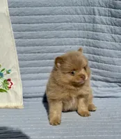 Merle boy 2, a male Pomeranian for sale in Asbury, NJ – Photo 3 of 3