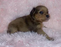 choc Merle, a female Cockapoo and Pomeranian for sale in Asbury, NJ – Photo 4 of 5